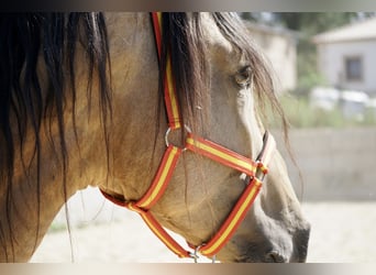 PRE, Hingst, 5 år, 164 cm, Black