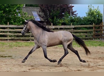 PRE, Hingst, 5 år, 164 cm, Grå-röd-brun