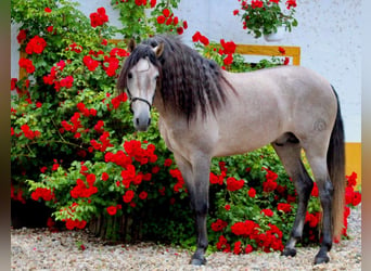 PRE, Hingst, 5 år, 164 cm, Grå-röd-brun