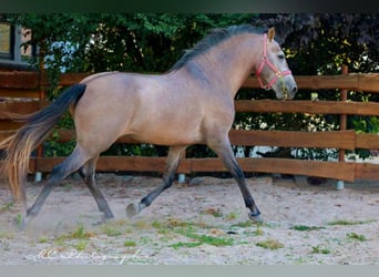 PRE, Hingst, 5 år, 164 cm, Grå-röd-brun