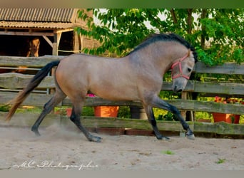 PRE, Hingst, 5 år, 164 cm, Grå-röd-brun