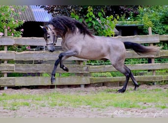 PRE, Hingst, 5 år, 164 cm, Grå-röd-brun