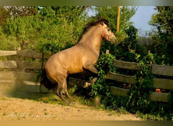 PRE, Hingst, 5 år, 164 cm, Grå-röd-brun