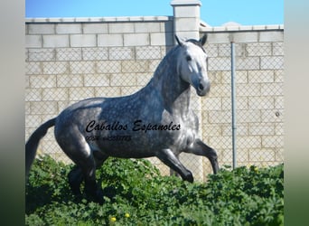 PRE, Hingst, 5 år, 164 cm, Gråskimmel