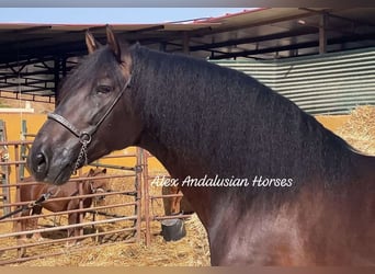 PRE Blandning, Hingst, 5 år, 164 cm, Mörkbrun