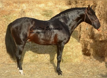 PRE, Hingst, 5 år, 164 cm, Rökfärgad svart