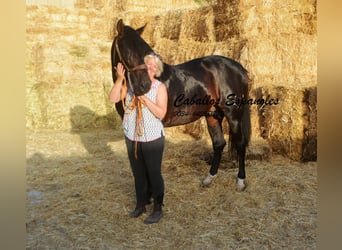 PRE, Hingst, 5 år, 164 cm, Rökfärgad svart