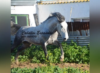 PRE, Hingst, 5 år, 165 cm, Gråskimmel