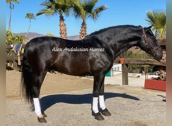 PRE Blandning, Hingst, 5 år, 166 cm, Svart
