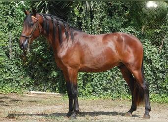 PRE Blandning, Hingst, 5 år, 167 cm, Brun