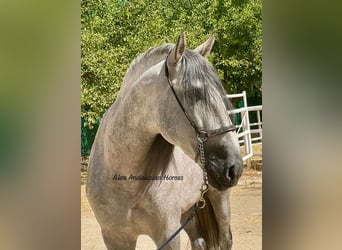 PRE Blandning, Hingst, 5 år, 167 cm, Grå