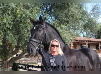 PRE Blandning, Hingst, 5 år, 167 cm, Svart