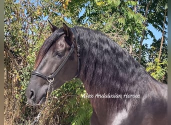 PRE Blandning, Hingst, 5 år, 167 cm, Svart