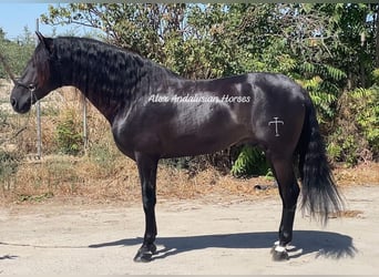 PRE Blandning, Hingst, 5 år, 167 cm, Svart