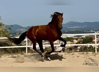 PRE, Hingst, 5 år, 168 cm, Brun