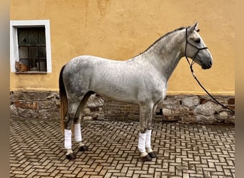 PRE, Hingst, 5 år, 168 cm, Grå