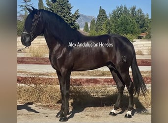 PRE Blandning, Hingst, 5 år, 168 cm, Svart