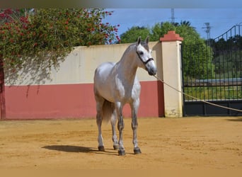 PRE, Hingst, 5 år, 172 cm, Grå