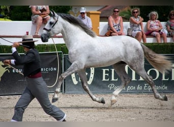 PRE, Hingst, 5 år, 172 cm, Grå