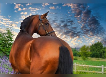 PRE, Hingst, 5 år, 173 cm, Ljusbrun