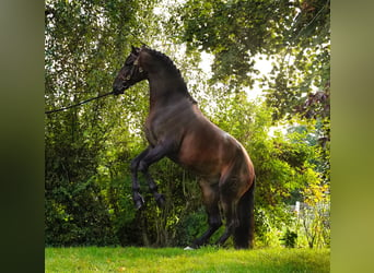 PRE Blandning, Hingst, 5 år, 176 cm, Mörkbrun