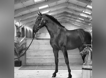 PRE Blandning, Hingst, 5 år, 176 cm, Mörkbrun