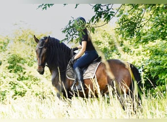 PRE Blandning, Hingst, 5 år, 176 cm, Mörkbrun