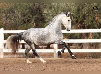 PRE, Hingst, 6 år, 158 cm, Gråskimmel