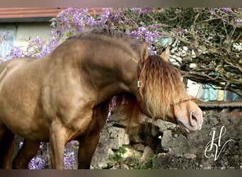 PRE, Hingst, 6 år, 158 cm, Pärla