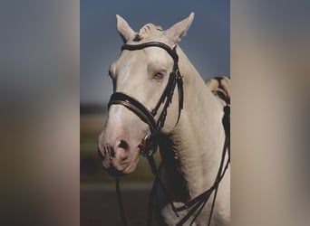 PRE Blandning, Hingst, 6 år, 160 cm, Cremello