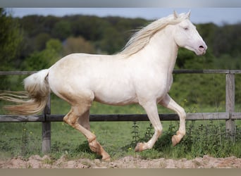 PRE Blandning, Hingst, 6 år, 160 cm, Cremello