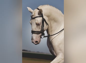 PRE Blandning, Hingst, 6 år, 160 cm, Cremello