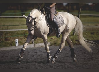 PRE Blandning, Hingst, 6 år, 160 cm, Cremello