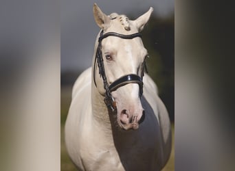 PRE Blandning, Hingst, 6 år, 160 cm, Cremello