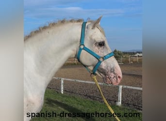 PRE Blandning, Hingst, 6 år, 160 cm, Vit