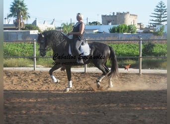 PRE, Hengst, 6 Jahre, 162 cm, Apfelschimmel