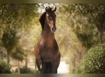 PRE, Hingst, 6 år, 163 cm, Brun