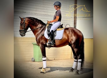 PRE, Hingst, 6 år, 163 cm, Brun
