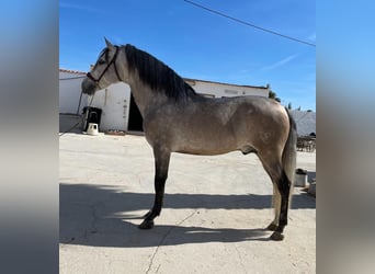 PRE Blandning, Hingst, 6 år, 163 cm, Grå