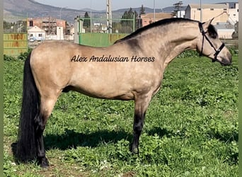 PRE Blandning, Hingst, 6 år, 163 cm, Gulbrun