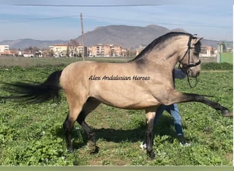 PRE Blandning, Hingst, 6 år, 163 cm, Gulbrun