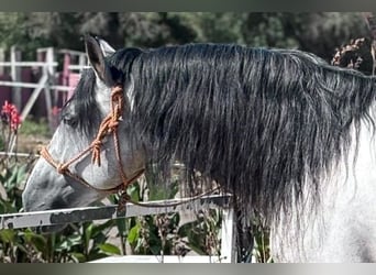 PRE, Hingst, 6 år, 164 cm