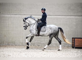 PRE, Hingst, 6 år, 165 cm, Grå-blå-brun