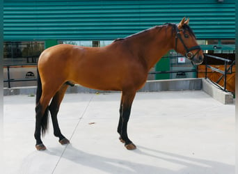PRE Blandning, Hingst, 6 år, 165 cm, Ljusbrun