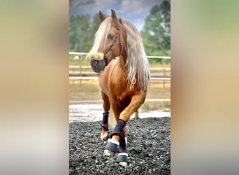 PRE Blandning, Hingst, 6 år, 165 cm, Palomino