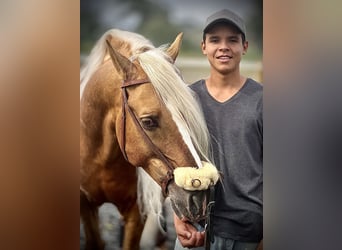 PRE Blandning, Hingst, 6 år, 165 cm, Palomino