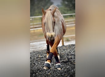 PRE Blandning, Hingst, 6 år, 165 cm, Palomino