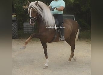 PRE Blandning, Hingst, 6 år, 165 cm, Palomino