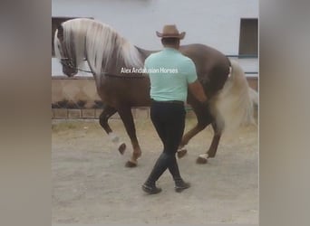 PRE Blandning, Hingst, 6 år, 165 cm, Palomino