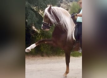 PRE Blandning, Hingst, 6 år, 165 cm, Palomino